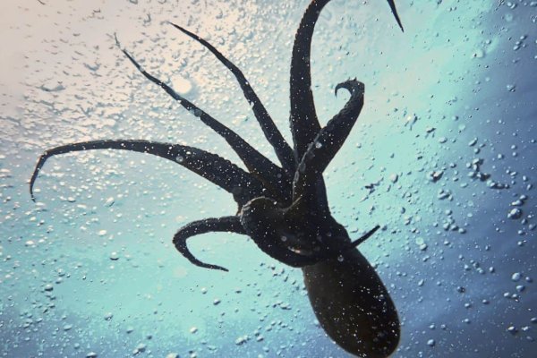 Kraken 12 at